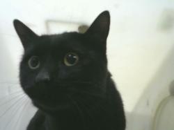 Shelter Stray Male Cat last seen Near BLOCK MADISON, 8920 Lomas Blvd NE, Albuquerque, NM 87112, USA
