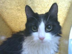 Shelter Stray Female Cat last seen , 8920 Lomas Blvd NE, Albuquerque, NM 87112, USA