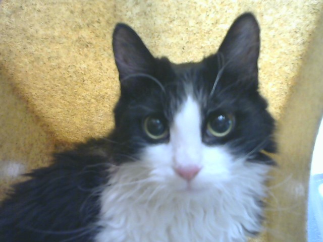 Shelter Stray Female Cat last seen , 8920 Lomas Blvd NE, Albuquerque, NM 87112, USA