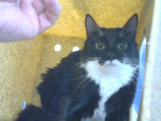 Shelter Stray Female Cat last seen , 8920 Lomas Blvd NE, Albuquerque, NM 87112, USA