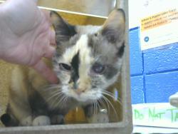 Shelter Stray Female Cat last seen Near BLOCK CARDENAS DR SE, 8920 Lomas Blvd NE, Albuquerque, NM 87112, USA