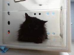 Shelter Stray Female Cat last seen Near BLOCK TIERRA DEL OSO NW 87120, 11800 Sunset Gardens Rd SW, Albuquerque, NM 87121, USA