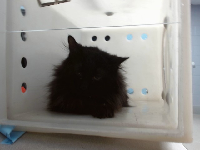 Shelter Stray Female Cat last seen Near BLOCK TIERRA DEL OSO NW 87120, 11800 Sunset Gardens Rd SW, Albuquerque, NM 87121, USA