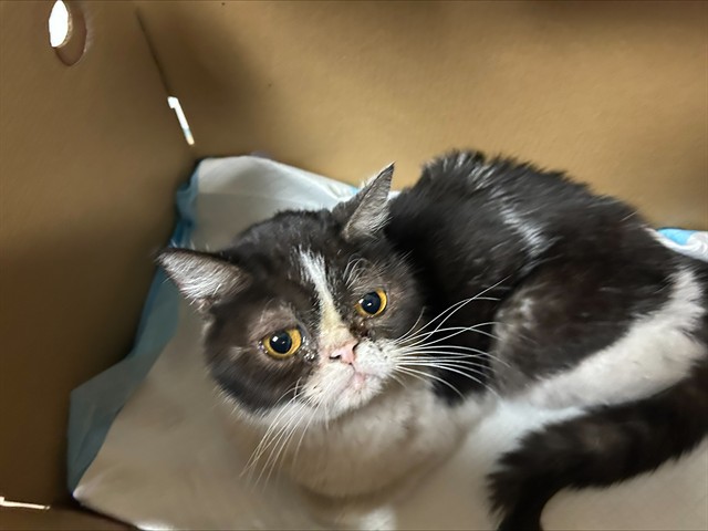 Shelter Stray Female Cat last seen OLD WINERY PL/HORN, RD, 3839 Bradshaw Rd, Sacramento, CA 95827, USA