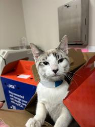 Shelter Stray Male Cat last seen OLD WINERY PL/HORN, RD, 3839 Bradshaw Rd, Sacramento, CA 95827, USA