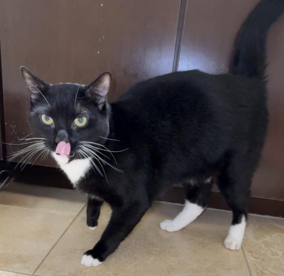 Shelter Stray Male Cat last seen CHARLOTTE, 8315 Byrum Dr, Charlotte, NC 28217, USA