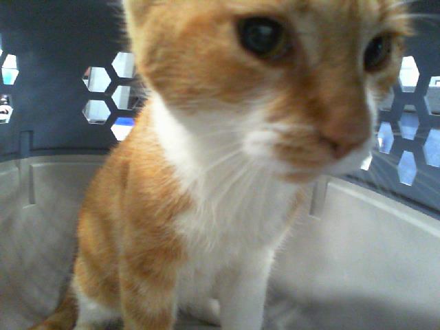 Shelter Stray Female Cat last seen CHARLOTTE, 8315 Byrum Dr, Charlotte, NC 28217, USA