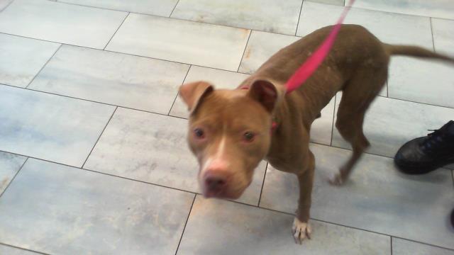 Shelter Stray Female Dog last seen CHARLOTTE, 8315 Byrum Dr, Charlotte, NC 28217, USA
