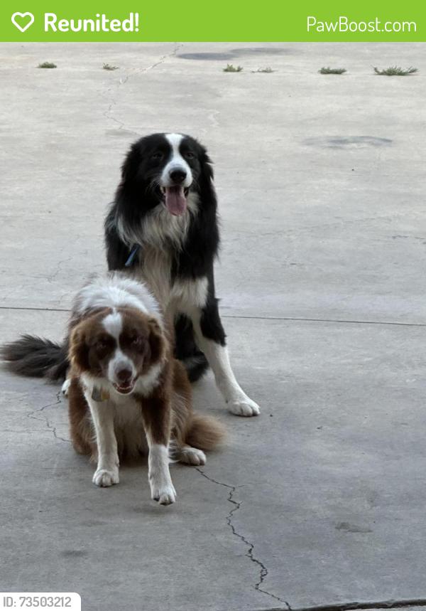 Reunited Female Dog last seen Regeant and Lilac, Santa Ana, CA 92704