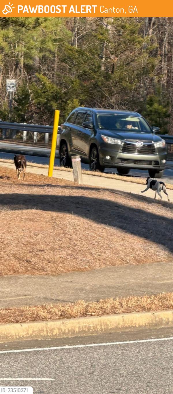 Found/Stray Unknown Dog last seen Bluffs parkway, Canton, GA 30114