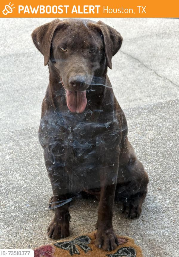 Found/Stray Female Dog last seen Morrow Crane, Houston, TX 77048