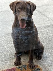 Found/Stray Female Dog last seen Morrow Crane, Houston, TX 77048