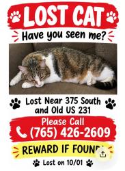 Lost Female Cat last seen Old 231 South and 375 S, Lafayette, IN 47909