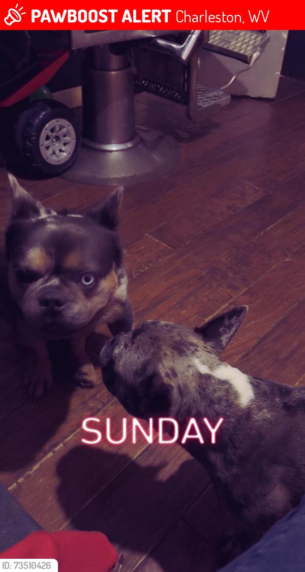 Lost Male Dog last seen Wertz avenue, Charleston, WV 25311