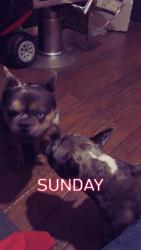 Lost Male Dog last seen Wertz avenue, Charleston, WV 25311