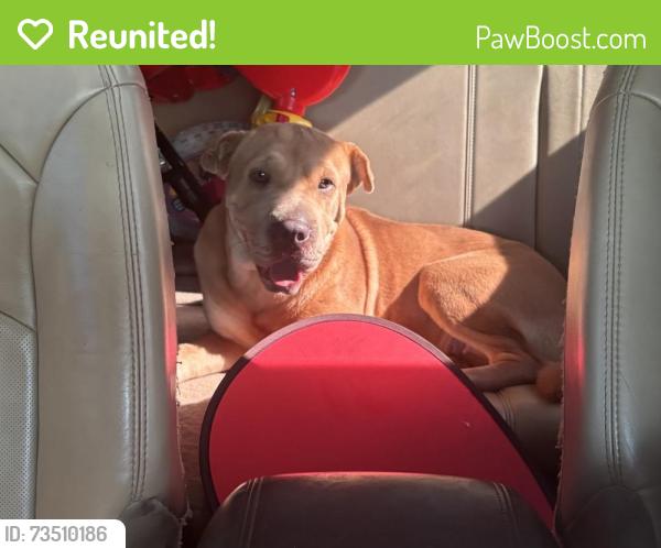 Reunited Female Dog last seen Floyd and Cambridge, Floyd and Deep Valley, Richardson, TX 75080