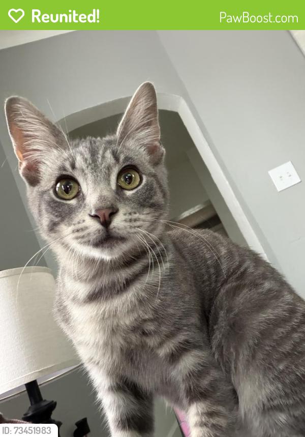 Reunited Male Cat last seen Wakefield Ave, & 65th st, Cleveland, OH 44102