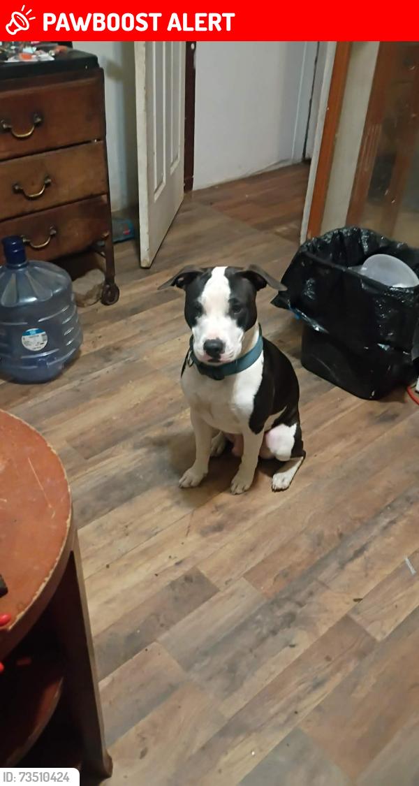 Lost Male Dog last seen Harkridge rd, Buncombe County, NC 28804