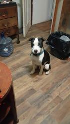 Lost Male Dog last seen Harkridge rd, Buncombe County, NC 28804