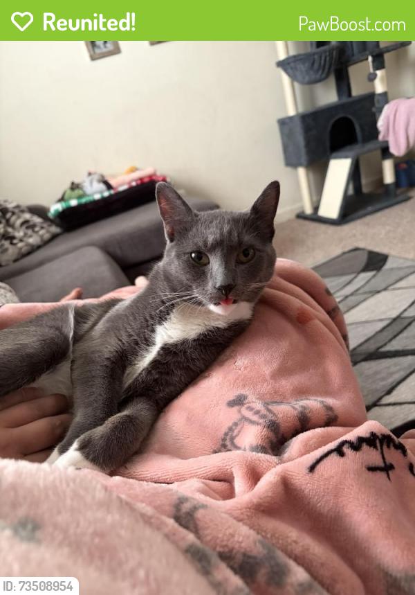 Reunited Male Cat last seen North Deen, Aberdeen, MD 21001