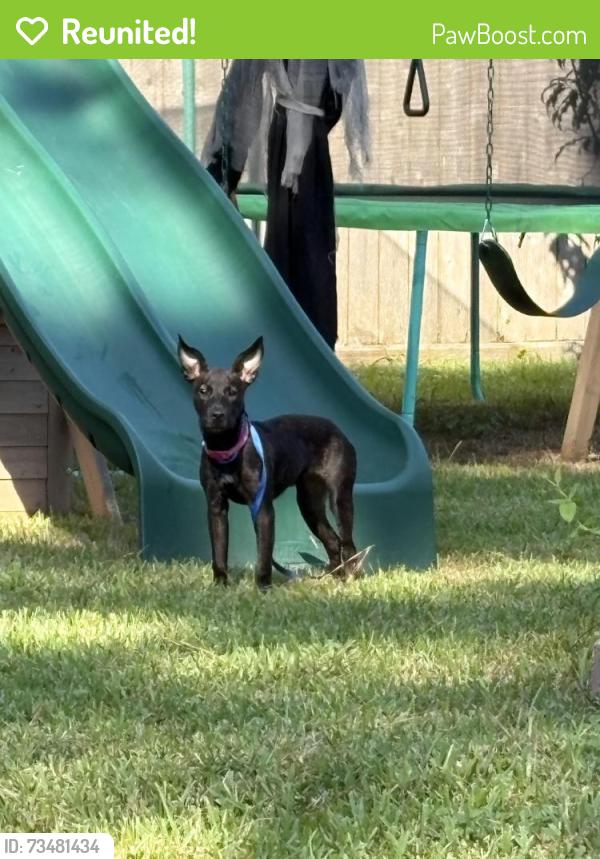 Reunited Female Dog last seen Hereford and island dr, Hereford Estates Village, TX 77377