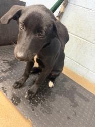 Shelter Stray Female Dog last seen Winters Chapel Rd & Peachtree Ind. Blvd 30360, 30360, GA, 3280 Chamblee Dunwoody Rd, Chamblee, GA 30341, USA