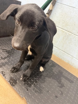 Shelter Stray Female Dog last seen Winters Chapel Rd & Peachtree Ind. Blvd 30360, 30360, GA, 3280 Chamblee Dunwoody Rd, Chamblee, GA 30341, USA