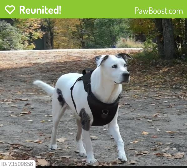 Reunited Male Dog last seen Hampton Inn Hotel, Lewiston, ME 04240