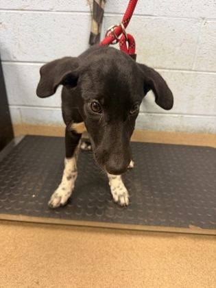 Shelter Stray Female Dog last seen Winters Chapel Rd & Peachtree Ind. Blvd 30360, 30360, GA, 3280 Chamblee Dunwoody Rd, Chamblee, GA 30341, USA