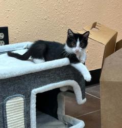 Shelter Stray Male Cat last seen Near N Anglin, District 3 - East Cleburne, TX, 2375 Service Dr, Cleburne, TX 76033, USA