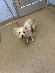 Shelter Stray Male Dog last seen Near Flat Shoals Road APT P9 Atlanta, 30316, 30316, GA, 3280 Chamblee Dunwoody Rd, Chamblee, GA 30341, USA
