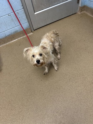 Shelter Stray Male Dog last seen Near Flat Shoals Road APT P9 Atlanta, 30316, 30316, GA, 3280 Chamblee Dunwoody Rd, Chamblee, GA 30341, USA