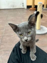 Shelter Stray Male Cat last seen Near N Anglin, District 3 - East Cleburne, TX, 2375 Service Dr, Cleburne, TX 76033, USA