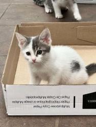 Shelter Stray Male Cat last seen Near Blk of Euclid, District 2 - West Cleburne, TX, 2375 Service Dr, Cleburne, TX 76033, USA