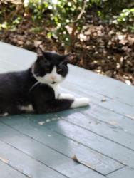 Reunited Male Cat last seen Near Pisgah Church Road, Tallahassee, FL 32309