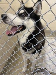 Shelter Stray Male Dog last seen Starbucks by I95, IRC AC, FL, 6230 77th St, Vero Beach, FL 32967, USA