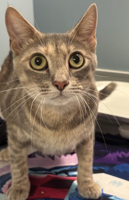 Shelter Stray Female Cat last seen BERYL DR - FRONT YARD, San Antonio, TX, 4804 Fredericksburg Rd, San Antonio, TX 78229, USA