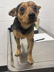 Shelter Stray Male Dog last seen Near W 112, 1st District, OH, 9203 Detroit Ave, Cleveland, OH 44102, USA
