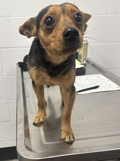 Shelter Stray Male Dog last seen Near W 112, 1st District, OH, 9203 Detroit Ave, Cleveland, OH 44102, USA