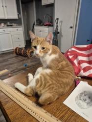 Shelter Stray Male Cat last seen Near Debs Road, Madison, WI, Madison 18, City of, WI, 5132 Voges Rd, Madison, WI 53718, USA