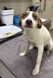 Shelter Stray Male Dog last seen Abandoned at HSHC, Abandoned at HSHC, IN, 10501 Hague Rd, Fishers, IN 46038, USA