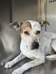 Shelter Stray Male Dog last seen Near Ridglea Ln, West District, TX, 355 Hillshire Dr, Haslet, TX 76052, USA