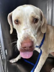 Shelter Stray Female Dog last seen CANDACE AND EASTLAND, East District, TX, 355 Hillshire Dr, Haslet, TX 76052, USA
