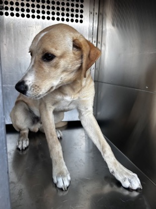 Shelter Stray Male Dog last seen CANDACE AND EASTLAND, East District, TX, 355 Hillshire Dr, Haslet, TX 76052, USA
