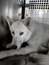 Shelter Stray Male Dog last seen CANDACE AND EASTLAND, East District, TX, 355 Hillshire Dr, Haslet, TX 76052, USA