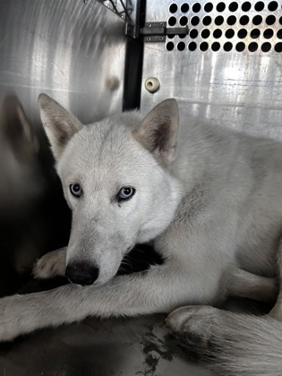 Shelter Stray Male Dog last seen CANDACE AND EASTLAND, East District, TX, 355 Hillshire Dr, Haslet, TX 76052, USA