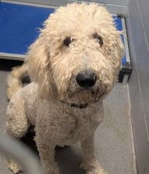 Shelter Stray Male Dog last seen , , NM, 1209 NM-314, Los Lunas, NM 87031, USA