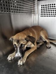 Shelter Stray Female Dog last seen CANDACE AND EASTLAND, East District, TX, 355 Hillshire Dr, Haslet, TX 76052, USA