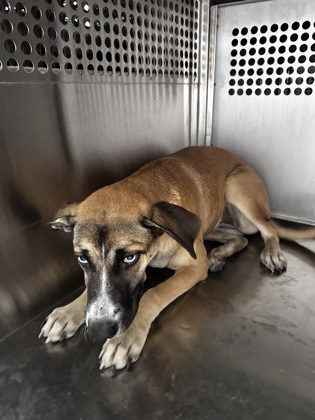 Shelter Stray Female Dog last seen CANDACE AND EASTLAND, East District, TX, 355 Hillshire Dr, Haslet, TX 76052, USA