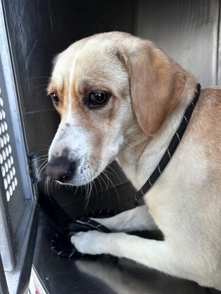 Shelter Stray Female Dog last seen CANDACE AND EASTLAND, East District, TX, 355 Hillshire Dr, Haslet, TX 76052, USA